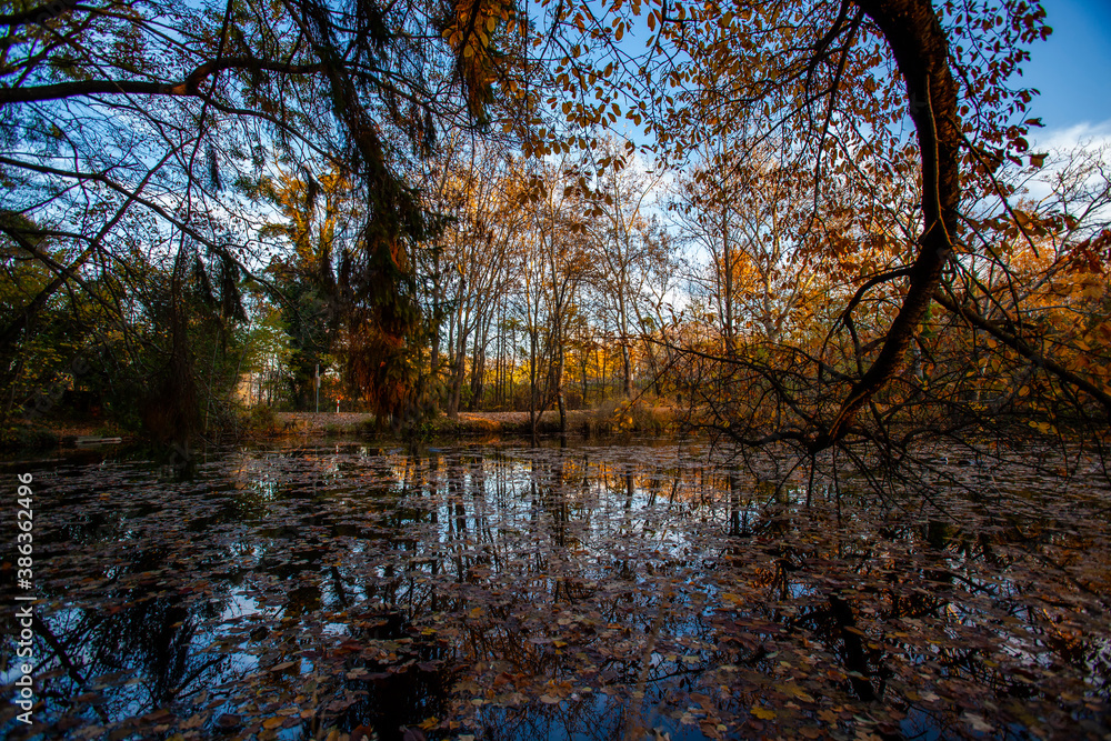 pond in autumn forest .autumn nature pond in autumn forest .autumn nature