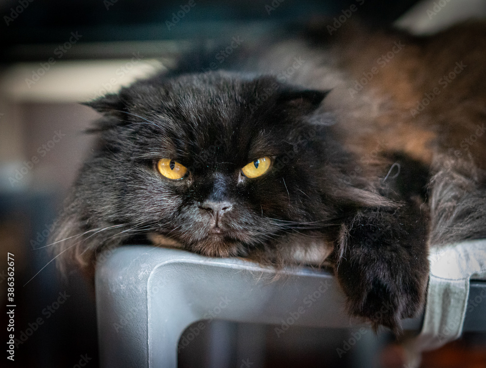 gatto nero marrone, razza scottish fold long hair, orecchie basse, occhi  arancioni, grande gatto Stock Photo | Adobe Stock