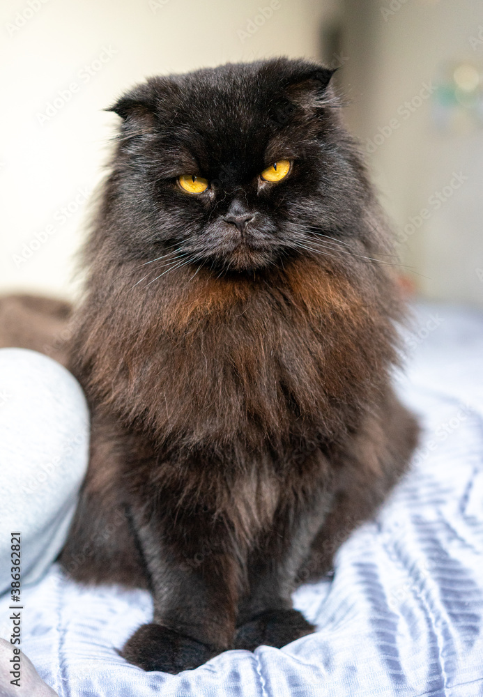 Foto Stock gatto nero marrone, razza scottish fold long hair, orecchie  basse, occhi arancioni, grande gatto | Adobe Stock