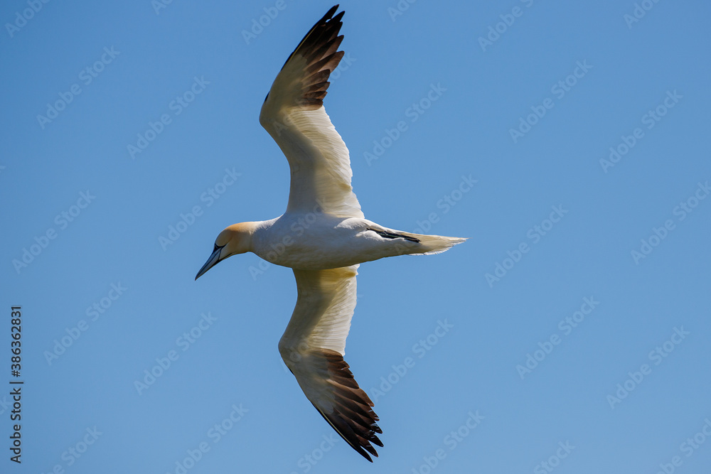Fototapeta premium Gannet in flight