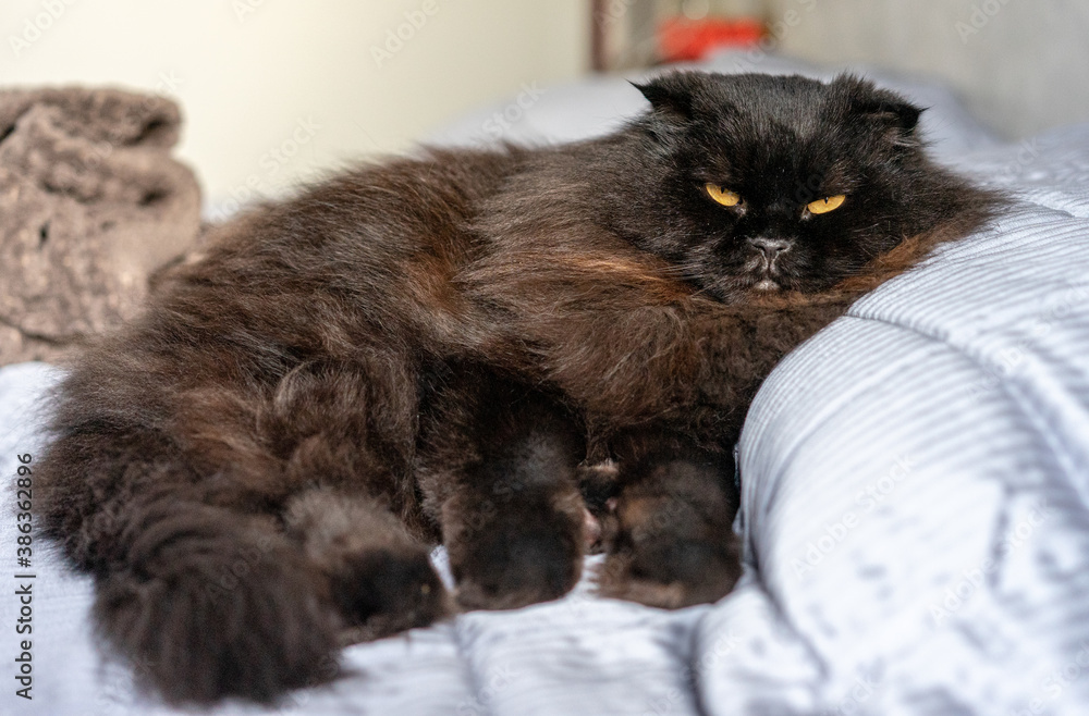gatto nero marrone, razza scottish fold long hair, orecchie basse, occhi arancioni, grande gatto