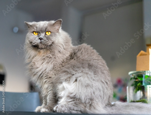 gatto grigio, razza british long hair, occhi arancioni a pelo lungo