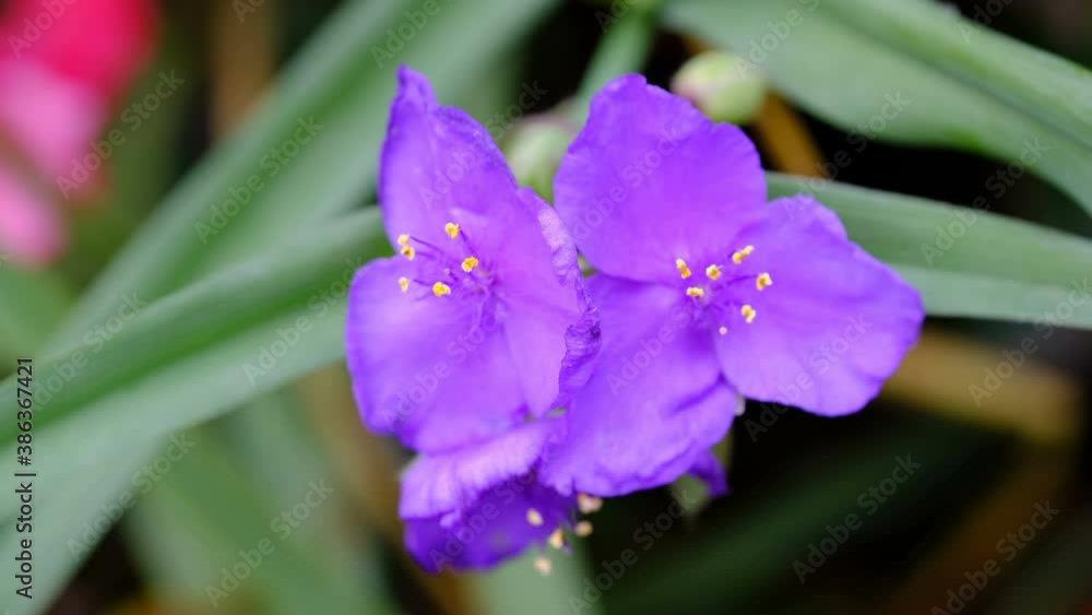Natural autumn flower video clip sketching on city flower bed close-up