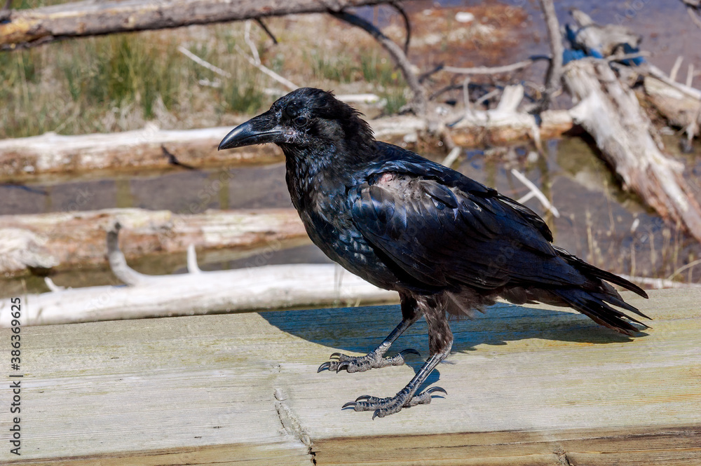 Fototapeta premium Molting Raven (Corvus corax) in Yellowstone National Park, USA