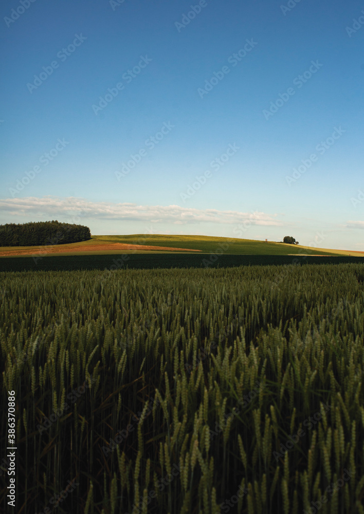 paisaje al amanecer de los campos de trigo