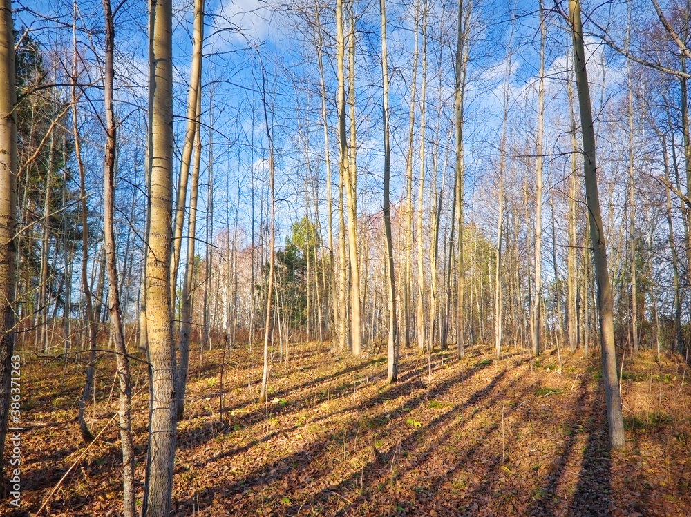 Beautiful landscape in autumn birch grove. Autumn, yellow birch forest, nature autumn landscape. Beautiful landscape in autumn birch grove. Autumn, yellow birch forest, nature autumn landscape.