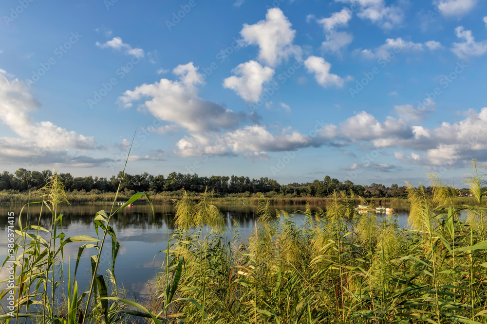 Fototapeta premium Reflection of white clouds in the water of the city pond with flowering reeds in the foreground. Landscape