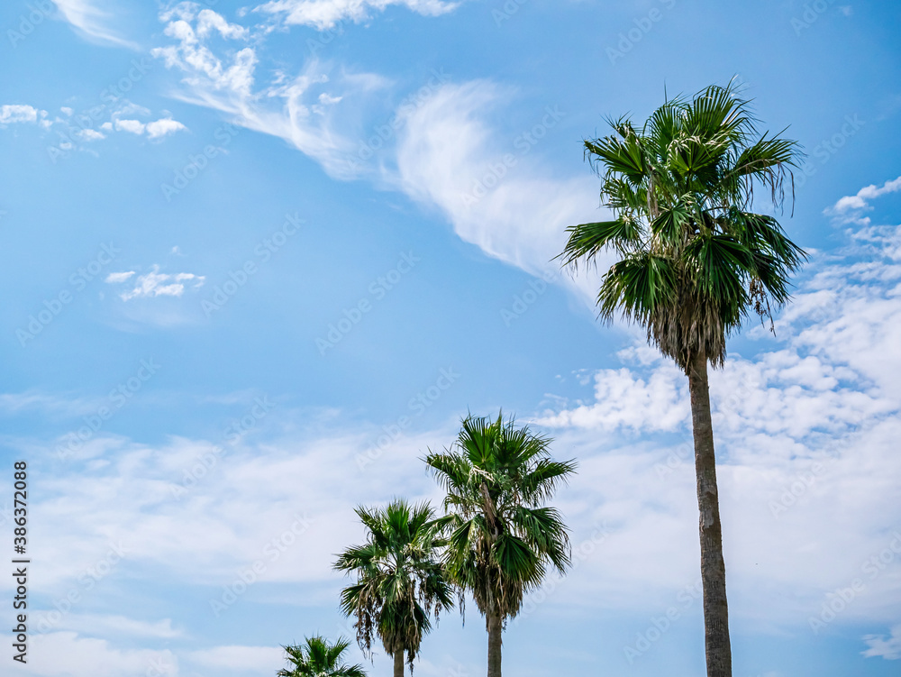 Fototapeta premium 【神奈川県 江ノ島】トロピカルな樹木と青空