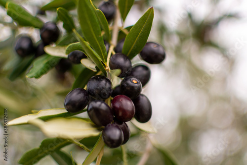 Fresh olives close-up photo. harvest season in Veneto, Italy. Olive oil agricultural field