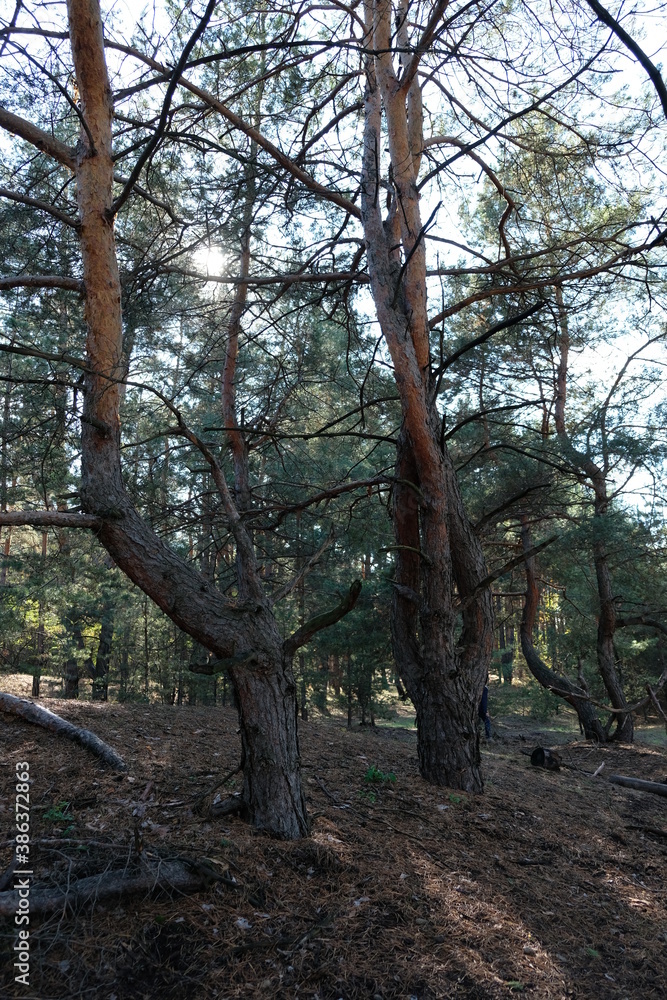 Obraz premium trees in the forest