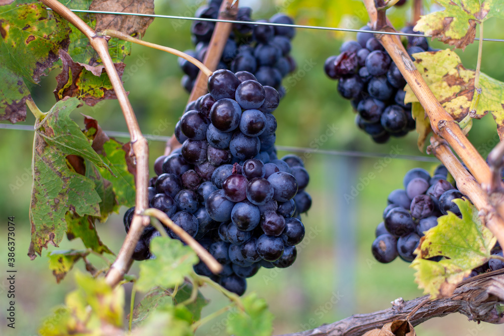 Red wine grapes on old vine branch with green leaves in a Vineyard in the Veneto Region, Italy during the harvesting season Red wine grapes on old vine branch with green leaves in a Vineyard in the Veneto Region, Italy during the harvesting season