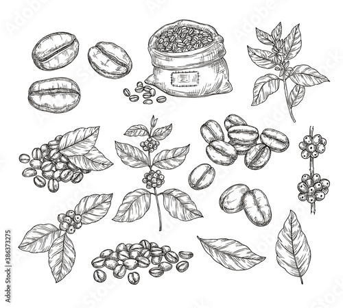Coffee plants sketch. Vintage black beans, tasty arabica robusta grains. Isolated hand drawn branch and leaf, cafe cafeteria vector elements. Sketch drawing leaf engraving caffeine illustration