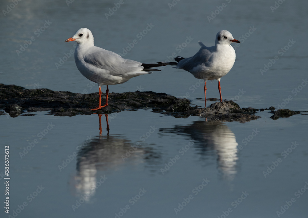 Black-headed gulls at Tubli bay, Bahrain Black-headed gulls at Tubli bay, Bahrain