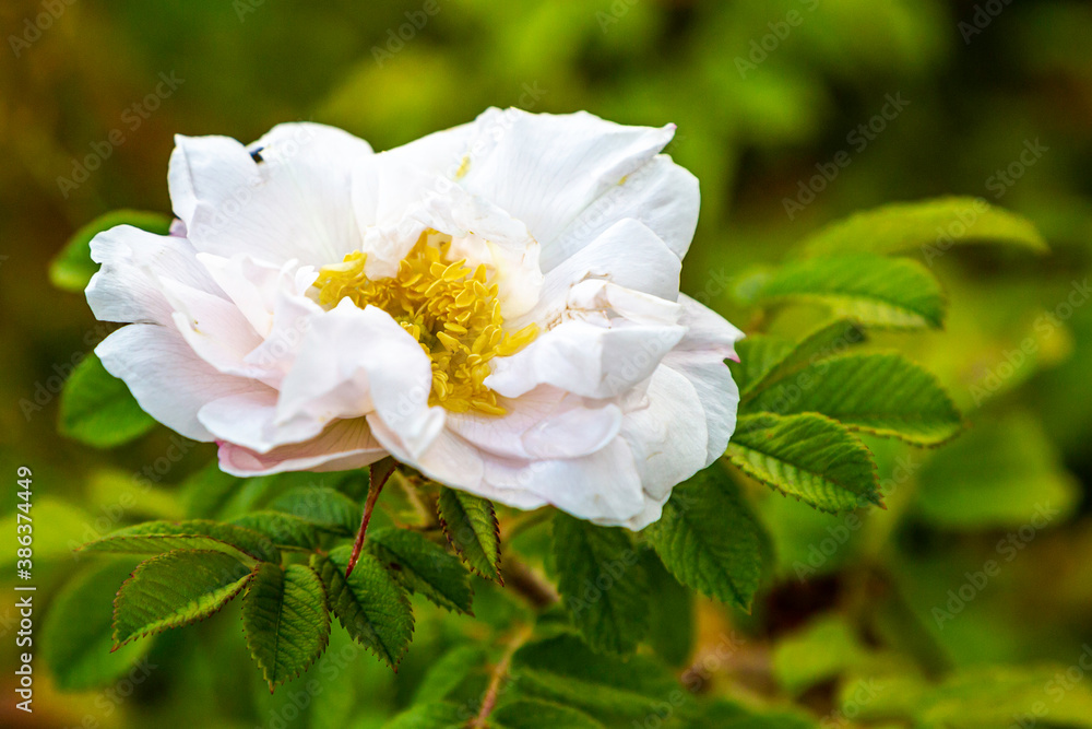 Wild White Rose
