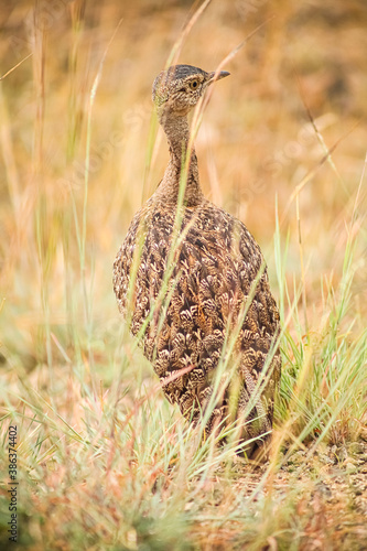 Red-crested korhaan in a wildlife reserve in South Africa photo