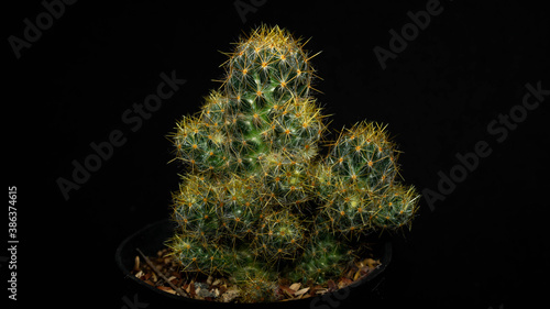 Closeup of Mammilaria prolifera isolated on black background. Decorative houseplant