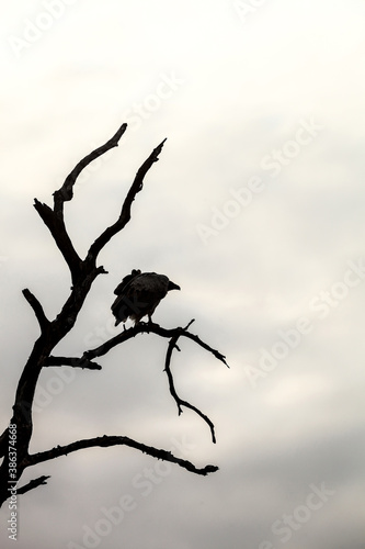 African Vulture perched on a dead tree branch in a wildlife reserve