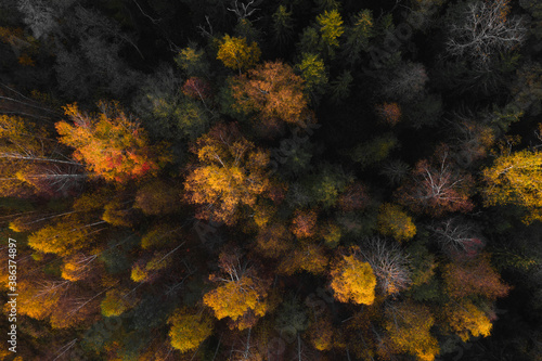 aerial photography of the forest