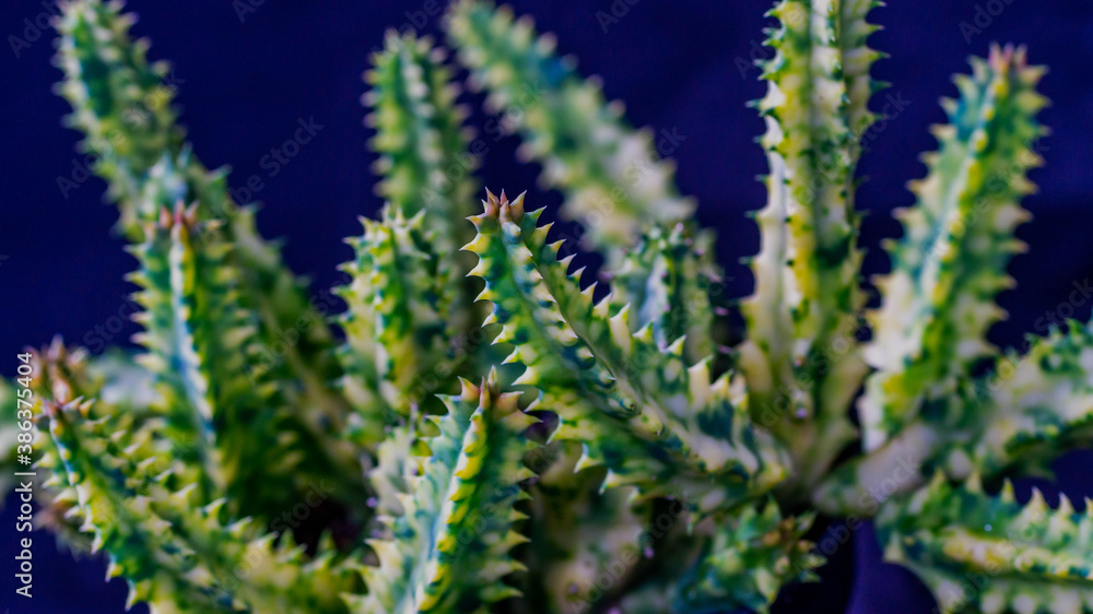 Closeup of variegated Huernia zebrina isolated on black background. Decorative houseplant