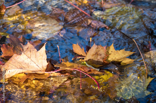 Maple leaf in water, floating autumn maple leaf. Colorful leaves in stream. Sunny autumn day. Autumn concept