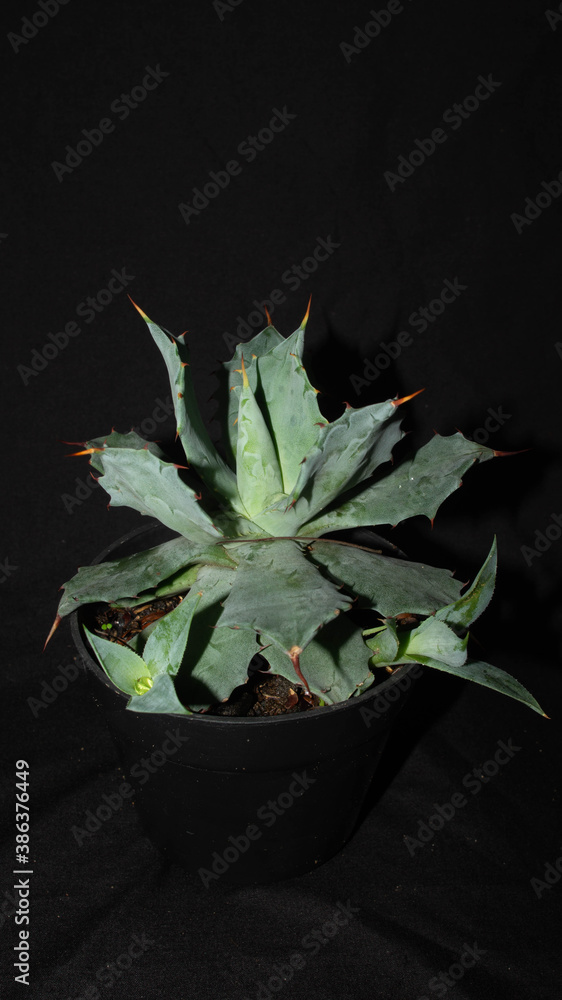 Closeup of Agave isthmensis isolated on black background. Decorative houseplant Closeup of Agave isthmensis isolated on black background. Decorative houseplant