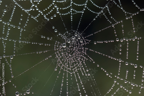 Dew on Spiders Web