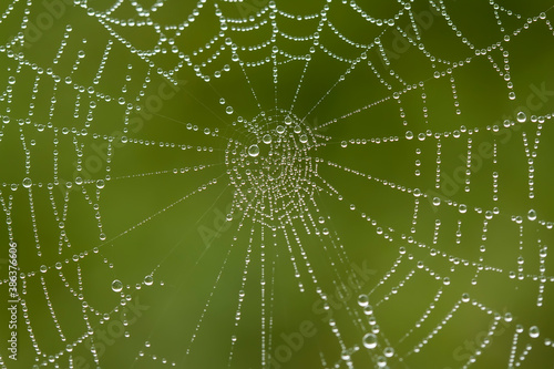 Dew on Spiders Web