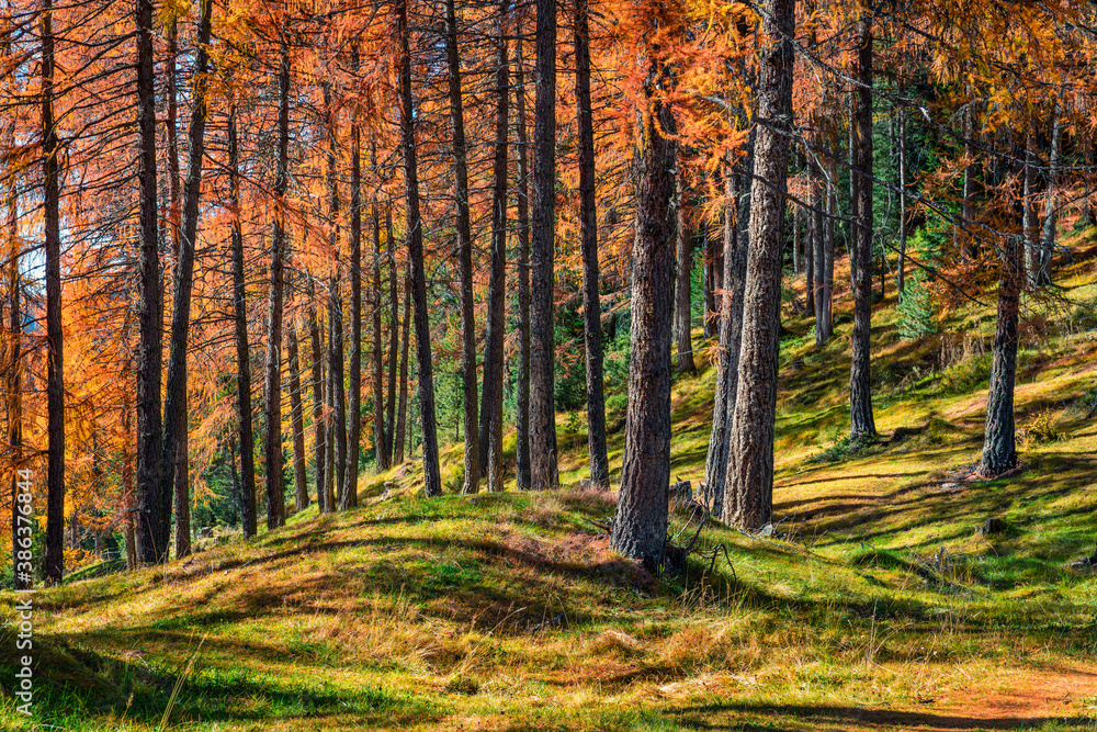 Impressive autumn forest in the Dolomite Alps. Fabulous morning view of mountain woodland, Cortina d'Ampezzo lacattion, Italy, Europe. Beauty of nature concept background. Impressive autumn forest in the Dolomite Alps. Fabulous morning view of mountain woodland, Cortina d'Ampezzo lacattion, Italy, Europe. Beauty of nature concept background.
