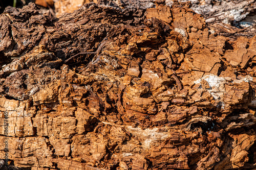A close-up shot of an old rotting tree that has begun to rot and decay.