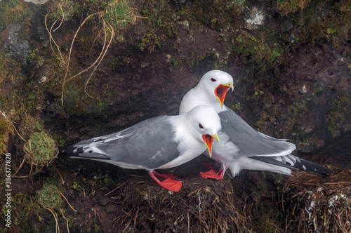 Говорушка (Rissa brevirostris) Red-legged Kittiwake photo