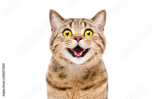 Portrait of a happy smiling cat Scottish Straight, closeup, isolated on white background