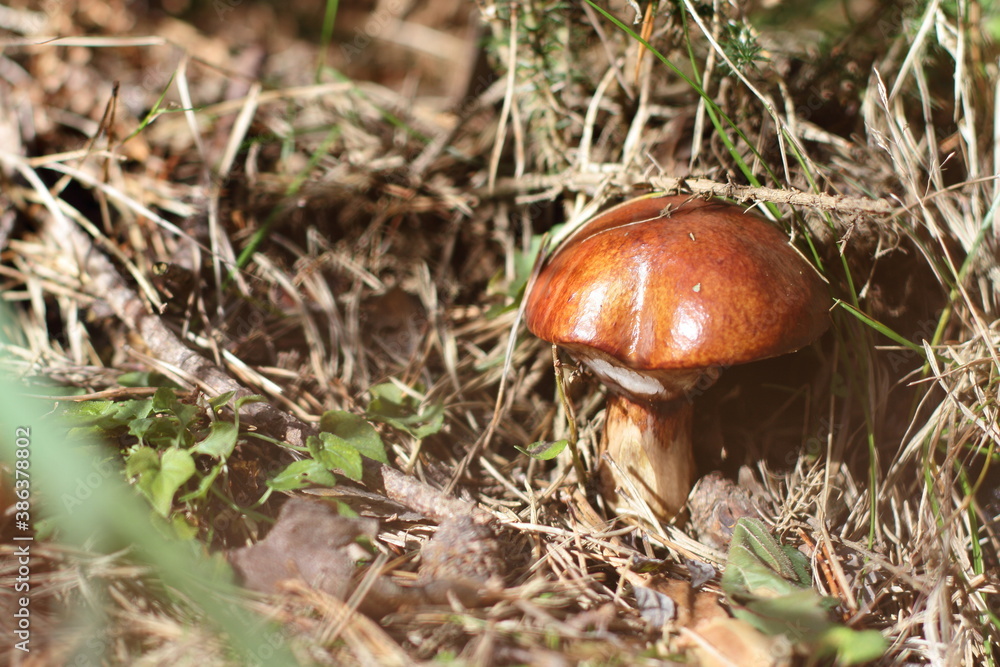 Variety of forest mushrooms, harvest of autumn, full basket of season food. Variety of forest mushrooms, harvest of autumn, full basket of season food.