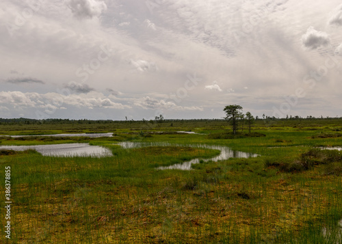 bog landscape on a summer day, bog vegetation, windy weather, Nigula Nature Reserve, Estonia