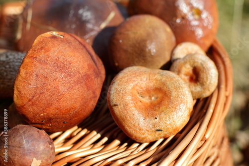 Variety of forest mushrooms, harvest of autumn, full basket of season food. 
