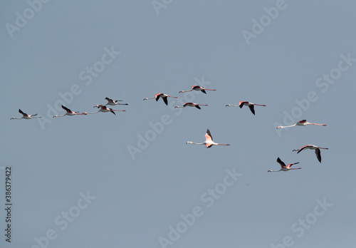 A flock of Greater Flamingos flying at Eker creek in the morning, Bahrain