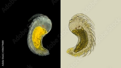 Isopoda embryo of the Asellidae family under a microscope, sample found on Lake Baikal photo