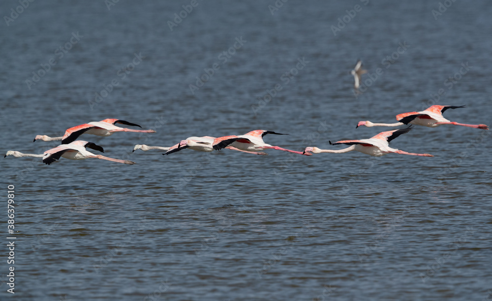 Greater Flamingos flying at Eker creek in the morning, Bahrain