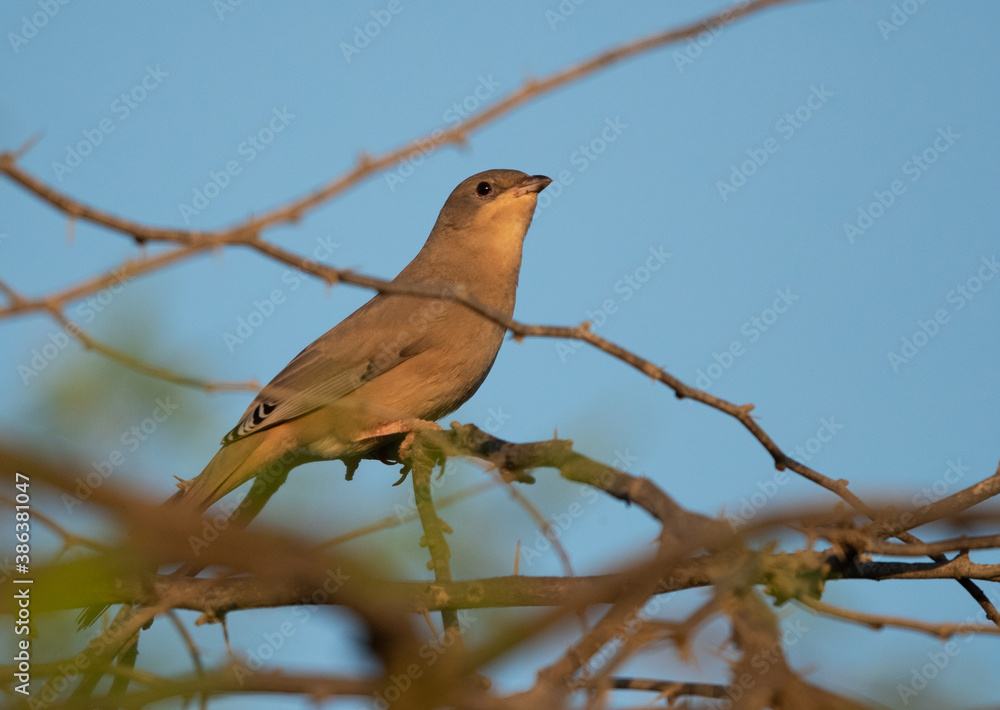Grey Hypocolius at Hamala in the morning, Bahrain Grey Hypocolius at Hamala in the morning, Bahrain