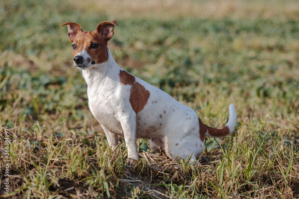 Beautiful Jack Russell Terrier on the grass.