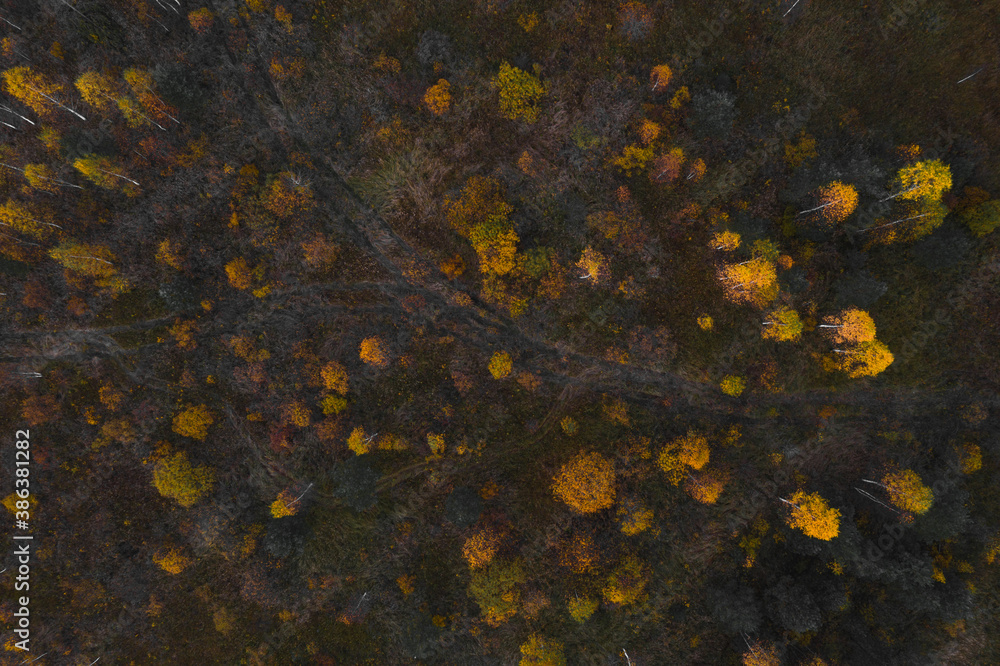 aerial photography of the forest aerial photography of the forest