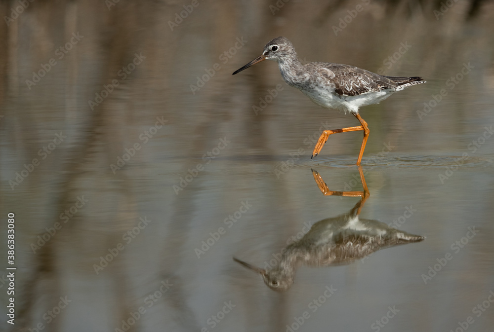 Redshank at Asker marsh with reflection on water, Bahrain Redshank at Asker marsh with reflection on water, Bahrain