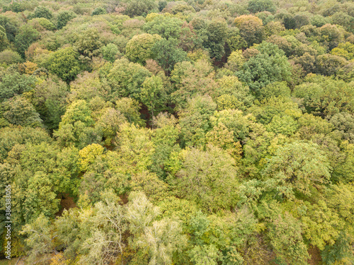 Aerial drone view. Green deciduous grove