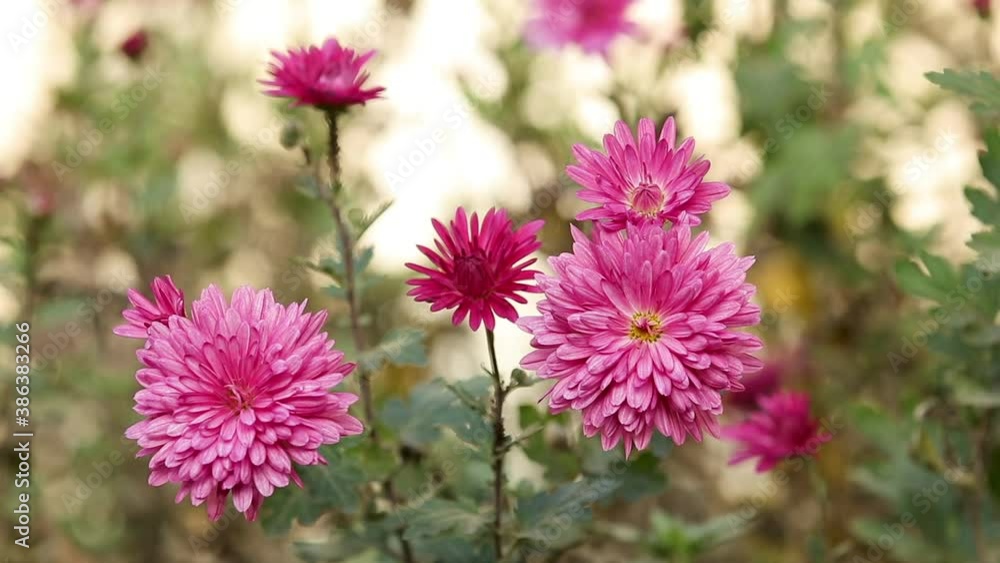 The beautiful autumn pink chrysanthemum garden in sunlight, lush chrysanthemum flowers with pink petals in the garden bloom at sunset. The beautiful autumn pink chrysanthemum garden in sunlight, lush chrysanthemum flowers with pink petals in the garden bloom at sunset.