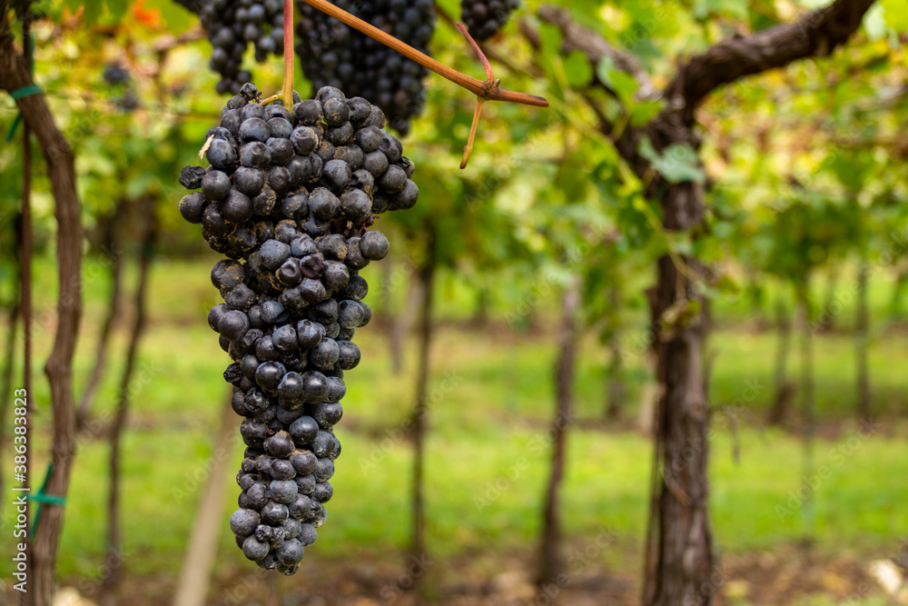 Red wine grapes on old vine branch with green leaves in a Vineyard in the Veneto Region, Italy during the harvesting season