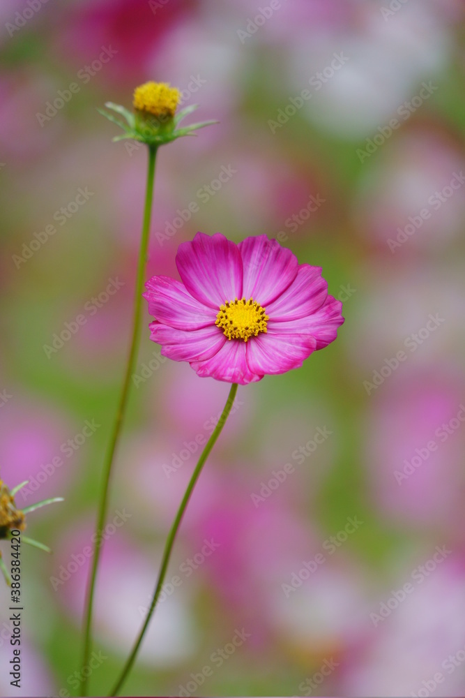 Obraz premium 秋桜畑に咲く濃いピンク色のコスモス