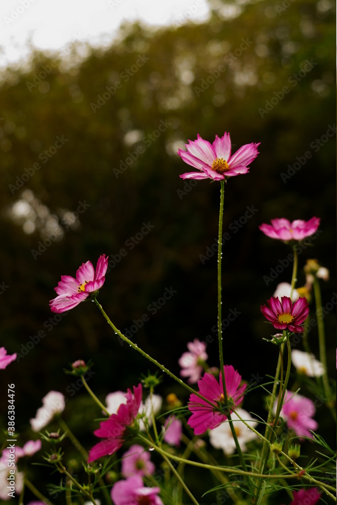 Fototapeta premium 秋の柔らかな日差しに包まれた秋桜