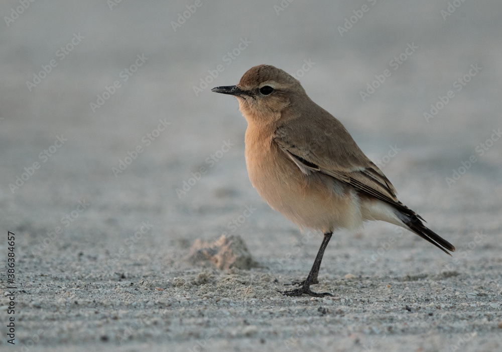 Portrait of a Isabelline Wheatear at Busaiteen coast of Bahrain Portrait of a Isabelline Wheatear at Busaiteen coast of Bahrain