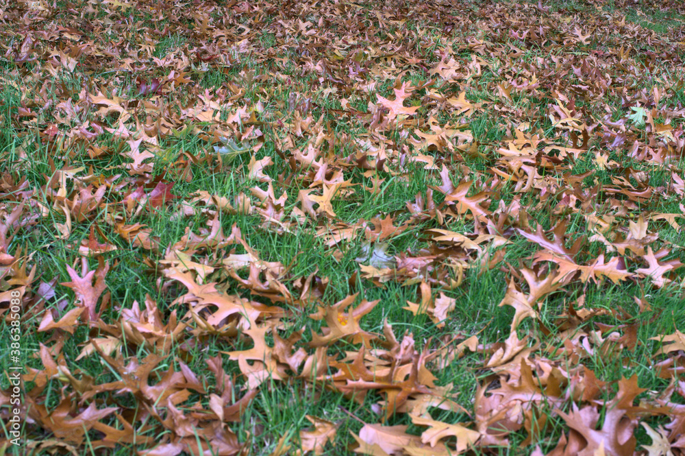 Fallen brown autumn leaves on the loan Fallen brown autumn leaves on the loan