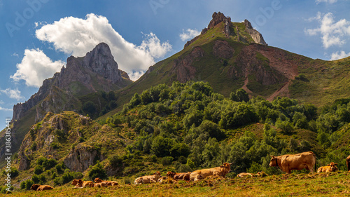 Vacas pasturando en los valles y montañas del Parque Natural de Somiedo en Astúrias