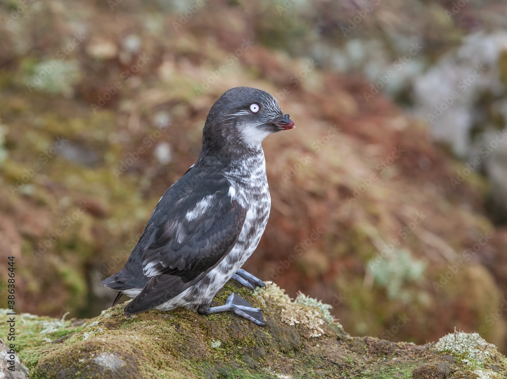 Fototapeta premium Least Auklet (Aethia pusilla) at St. George Island, Pribilof Islands, Alaska, USA